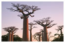 Madagascar Travel