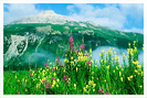 Envoyez les fleurs en Suisse