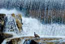 Idaho Falls