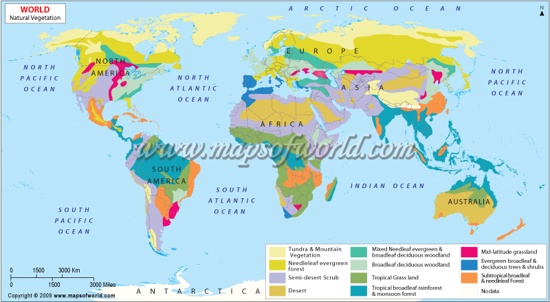 World Natural Vegetation Map