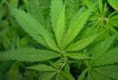 Repercussions of Legalizing Marijuana